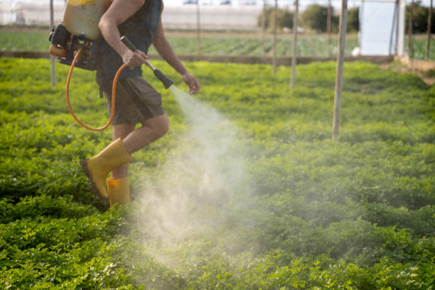 Wasp Removal Services in Woodville, FL