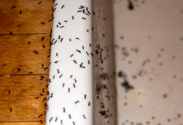 Best Commercial Pest Control Services  in Woodville, FL